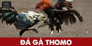 Đá Gà Thomo – Tận Hưởng Cuộc Chiến So Cựa Từ Trường Gà